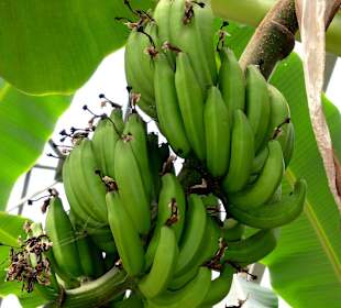 Fruchtstand einer Bananenstaude