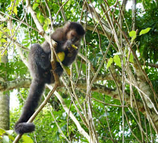 Argent. Nationalpark Iguazu 