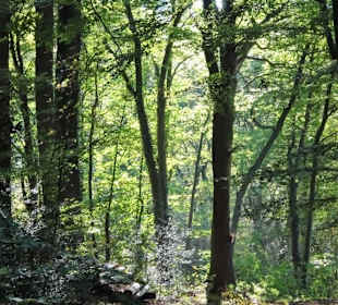 Herbstspaziergang durch den Hasbruch