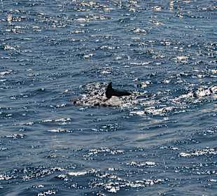 Ausflug mit Mo - Delfine ober und unter Wasser