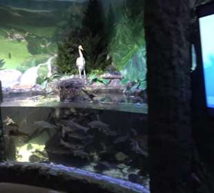 Sea Life