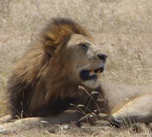 Ein schon alter Löwe