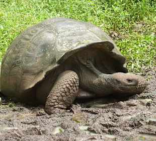 Riesenschildkröten in freier Natur