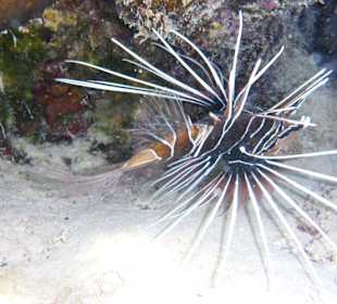 Schnorcheln Marsa Alam