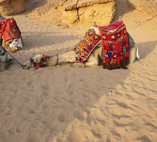 Reiten & Kamelreiten Dana Beach