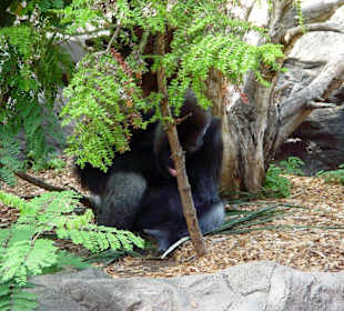 Loro Park - Tiere - Gorilla