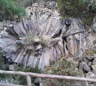 Steinrose auf dem Weg zum Teide