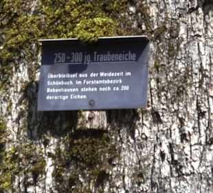 Geologischer Lehrpfad Kirnbachtal