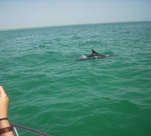 Delfin