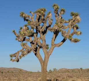 Joshua Tree N.P.