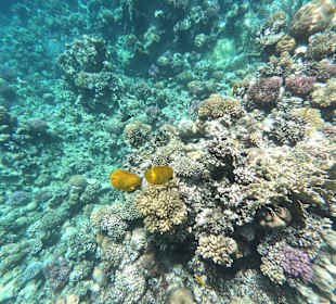 Schnorcheln Soma Bay