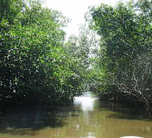 Flußfahrt durch Mangroven