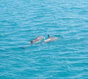 Delfine vom Schiff aus gesehen