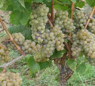 Bei unseren Wanderungen bei Rüdesheim