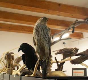 Ekspozycje w muzeum przyrodniczym