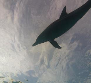 Lichtspiele mit Delfinen...