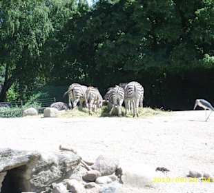 Tierpark Hagenbeck