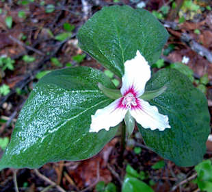 Algonquin Provincial Park, Spruce Bog Boardwalk.