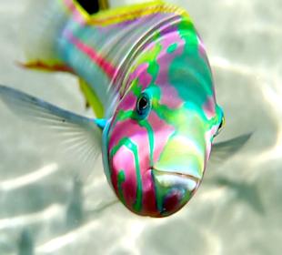 Schnorcheln Makadi Bay