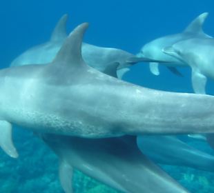 Delfine