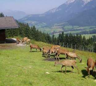 Wildgehege in Maria Alm
