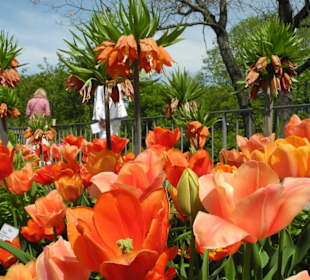 Lauter Tulpen