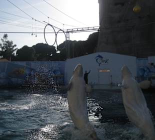 Hotel dolphinarium