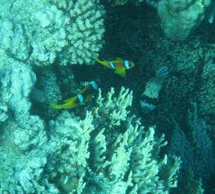 Schnorcheln Sharm El Naga