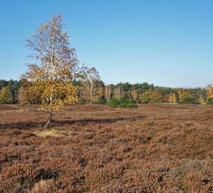 Herbststimmung am Pestruper Gräberfeld