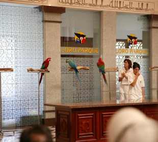 Ausflug nach Loro Parque