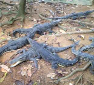 Namuang Safari Park (Koh Samui)