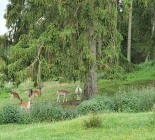 Hochwildschutzpark Rheinböllen