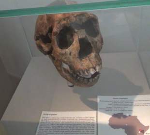 Entwicklung der Menschen