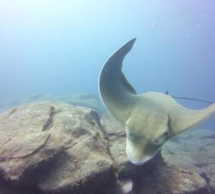 Tauchen mit Rochen Ocean Trek Teneriffa