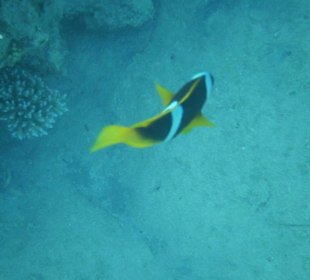 Nemo (Ausflug Steigenberger al Dau Beach Hotel)
