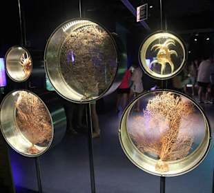 Cretaquarium