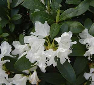 Altstadt Hamburg - Bergedorf Park