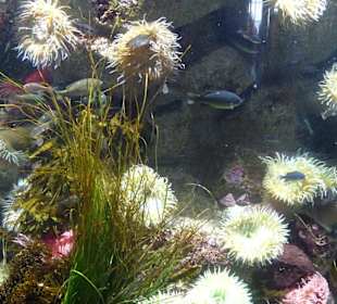 Farbenfrohe Unterwasserwelt