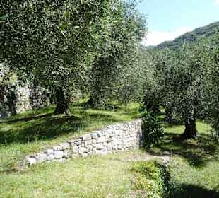 Impressionen aus dem Parco degli Olivi