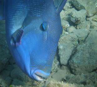 Schnorcheln beim Nachbarhotel
