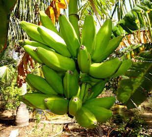 Rundgang durch die Idylle von Mimi´s Eco Farm