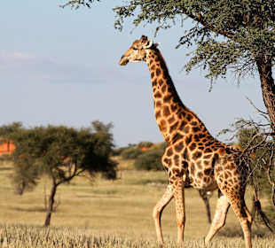 Giraffe