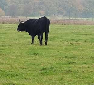 An der Heckrinderweide