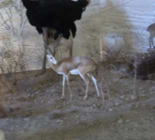 Staatliches Naturkunde Museum