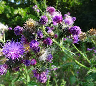 Sommer-Impressionen aus dem Park Links der Weser
