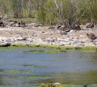 Unterwegs im Naturpark S'Albufera