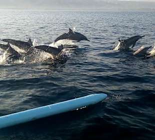 Delphin Tour 