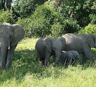 Elefantenmami mit ihrem Nachwuchs