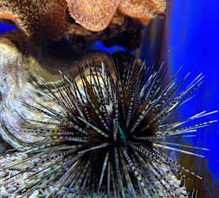 Aquazoo Löbbecke Museum Düsseldorf