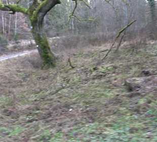 Ochsenweiher Rundweg